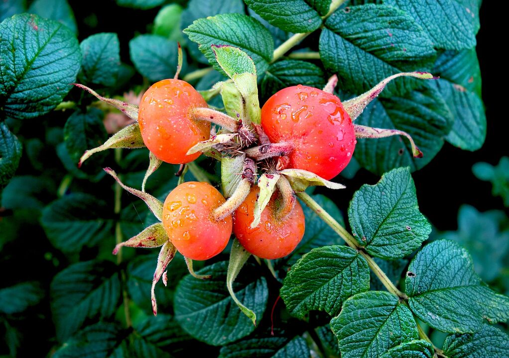 Rosa canina per trattare le infezioni della vescica